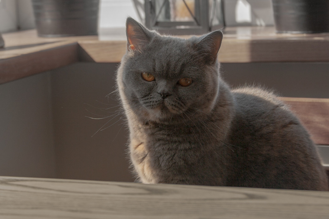 #NEST_Home_Goods #котэ #уютное_гнездышко